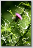 Bull thistle